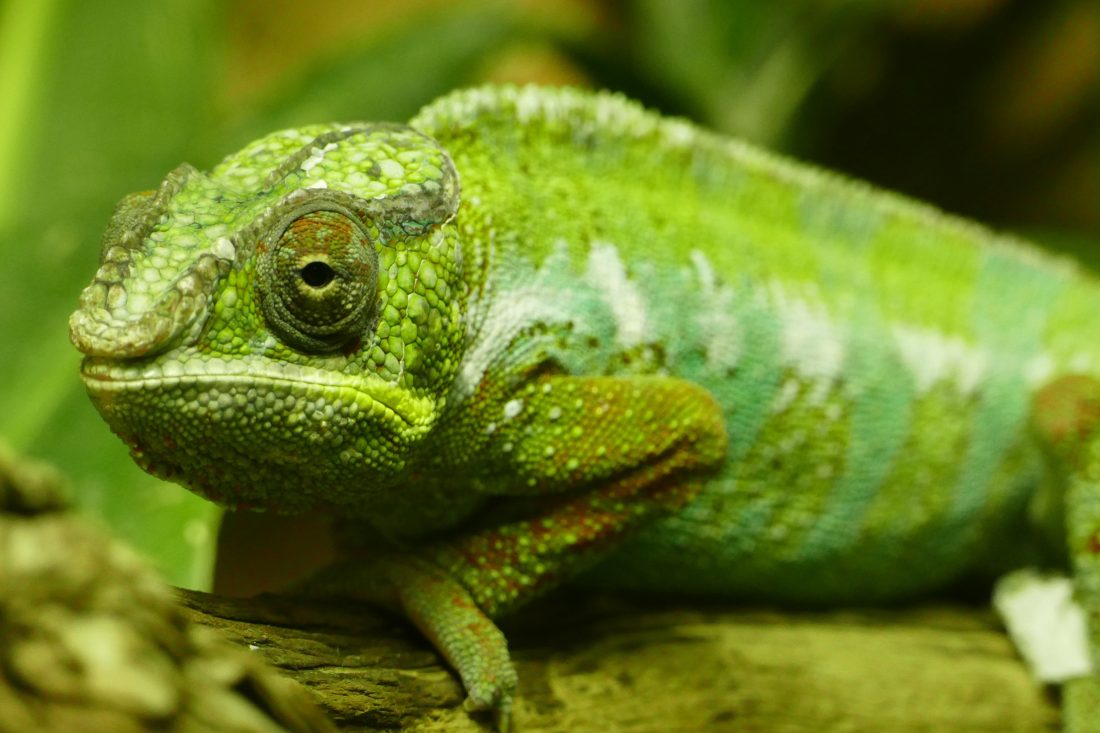 Free stock image of Chameleon Lizard