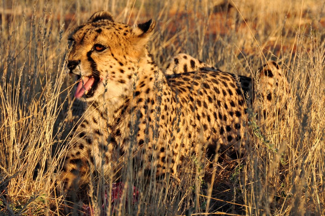 Free stock image of Cheetah in Africa