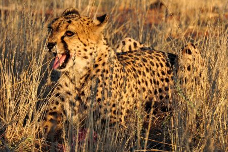 Cheetah in Africa
