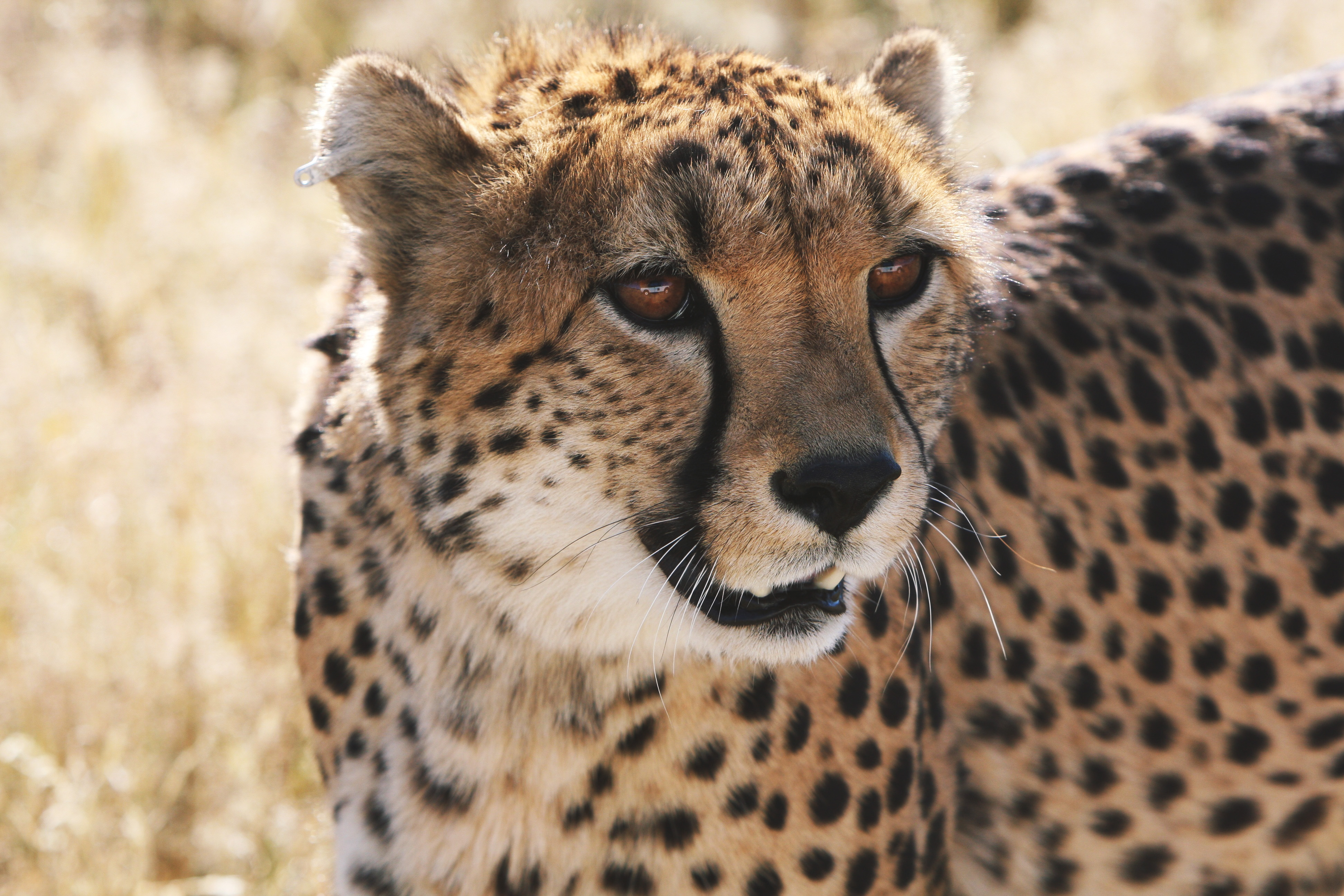 African Cheetah Royalty-Free Stock Photo