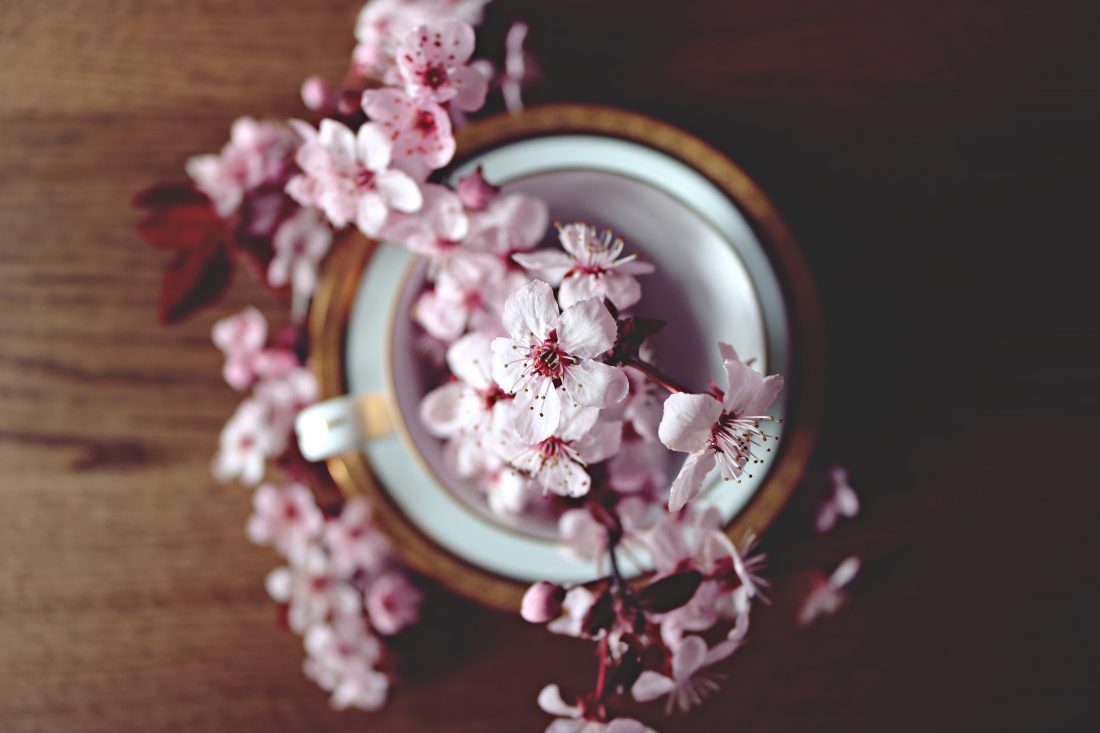 Free stock image of Cherry Blossom