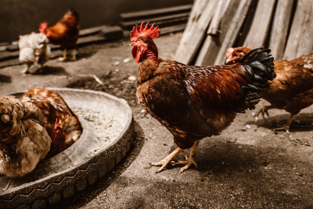 Free stock image of Farming Chickens