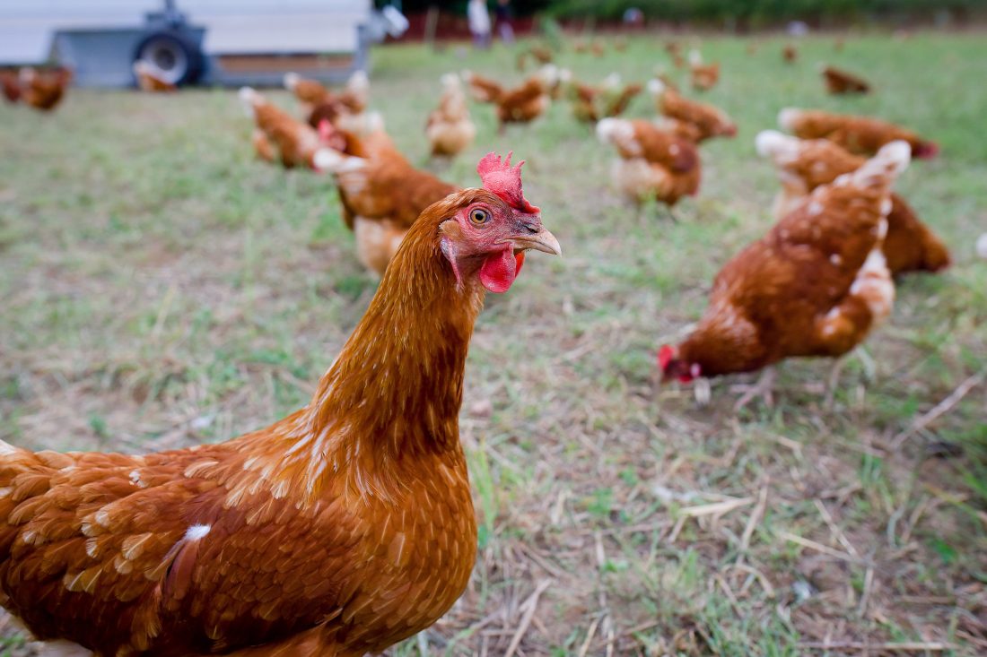 Free stock image of Chickens on Farm