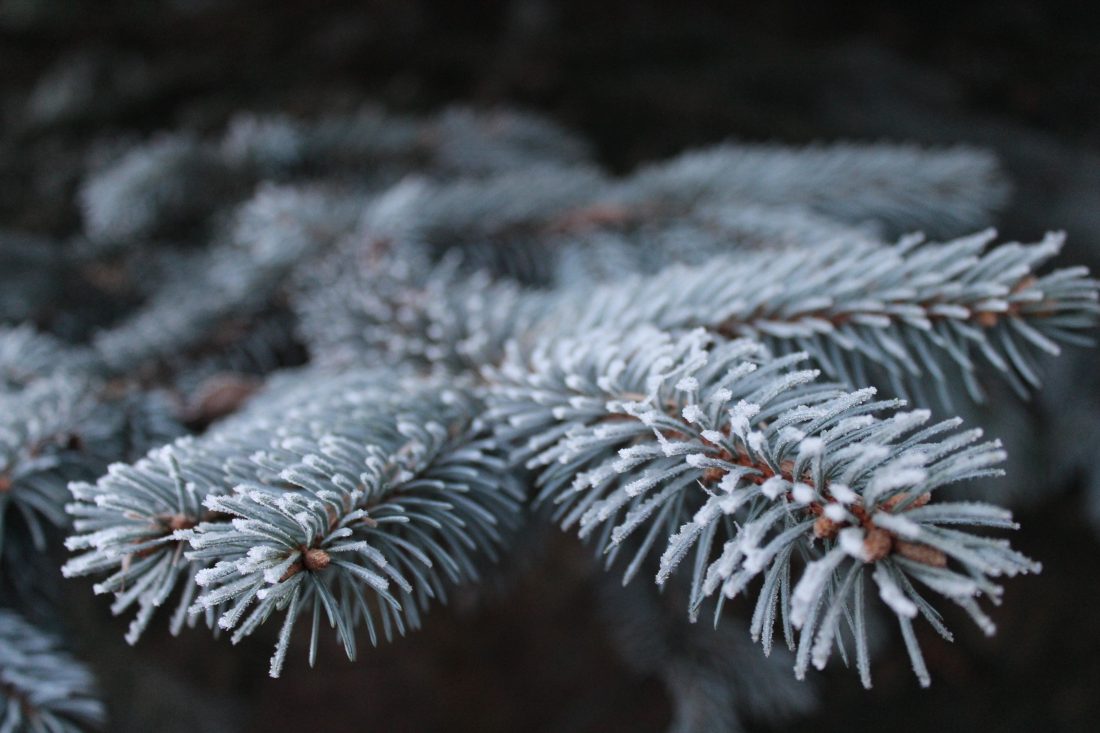 Free stock image of Christmas Tree Details