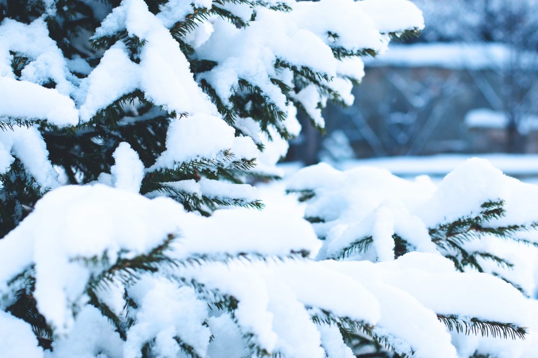 Free stock image of Christmas Tree With Snow