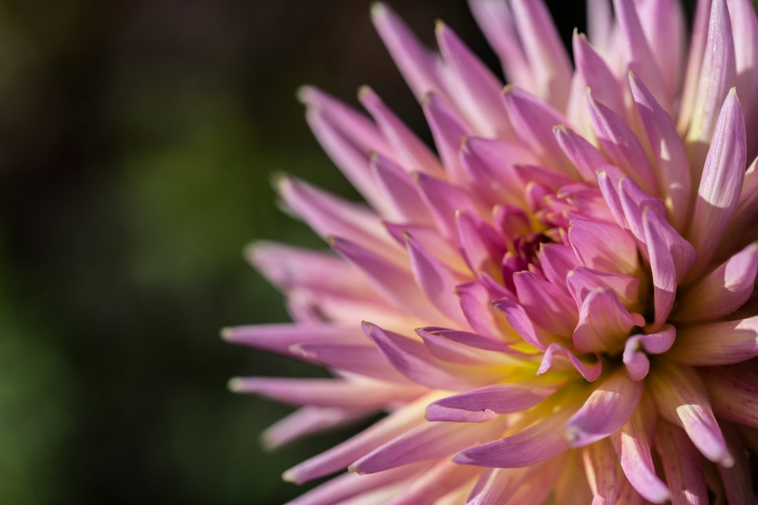 Free stock image of Chrysanthemum Flower