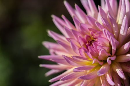 Chrysanthemum Flower