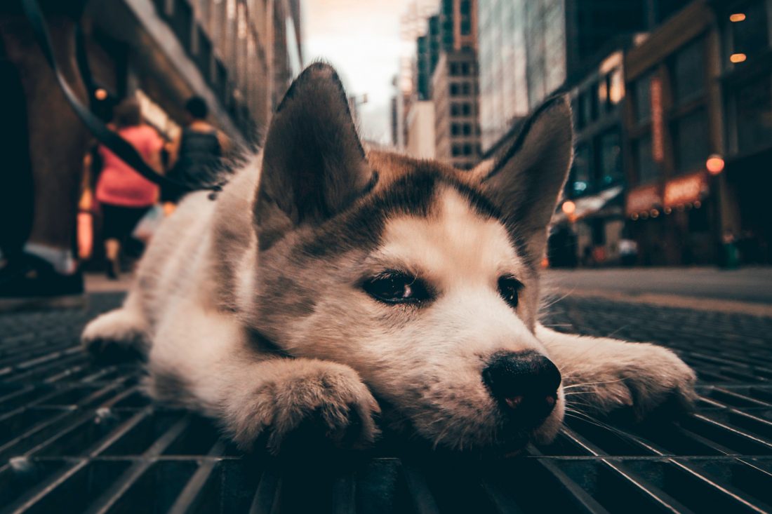 Free stock image of City Dog Chilling