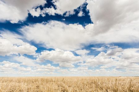 Clouds in Wheat Field