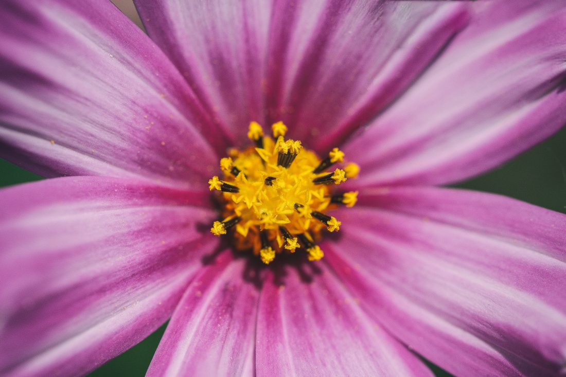 Free stock image of Cosmos Flower Macro