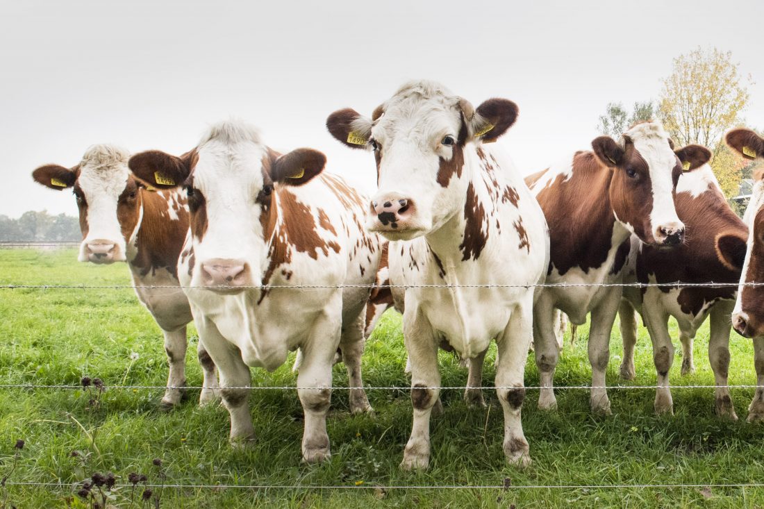 Free stock image of Cows in Field