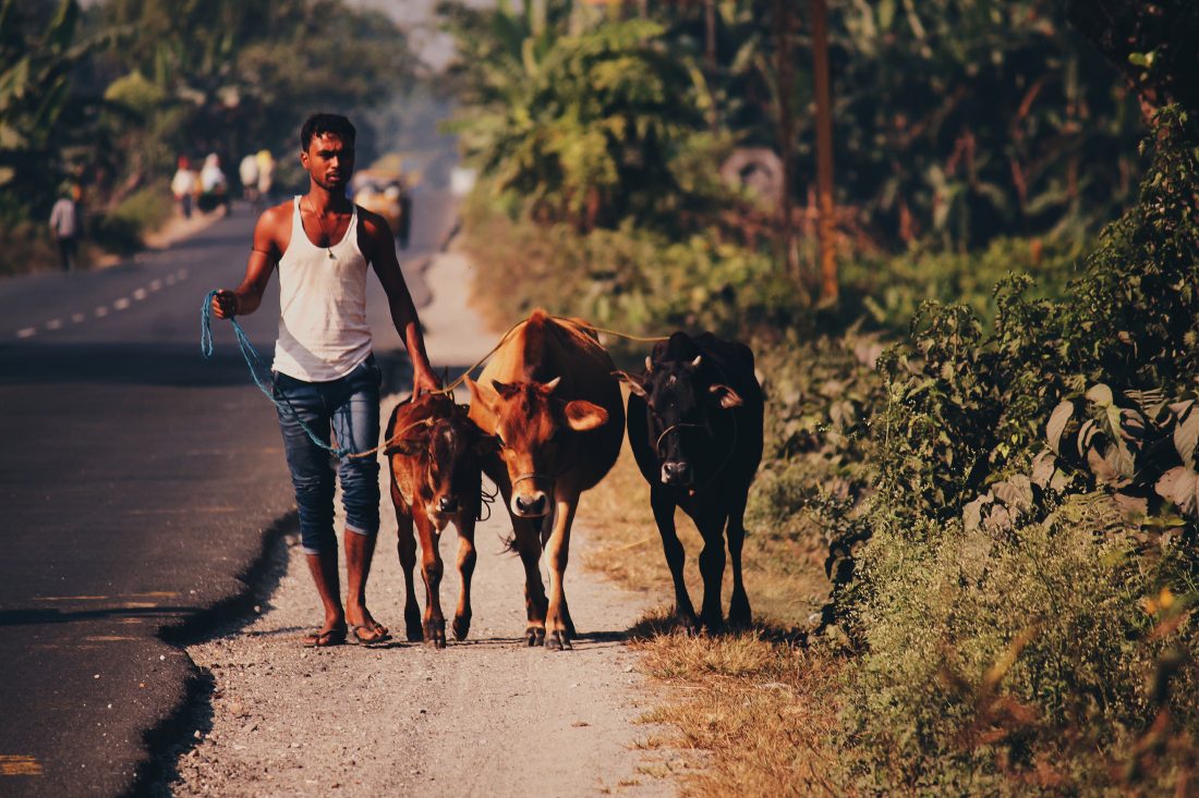 Free stock image of Cows in India