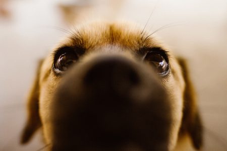 Cute Dog - animal photos