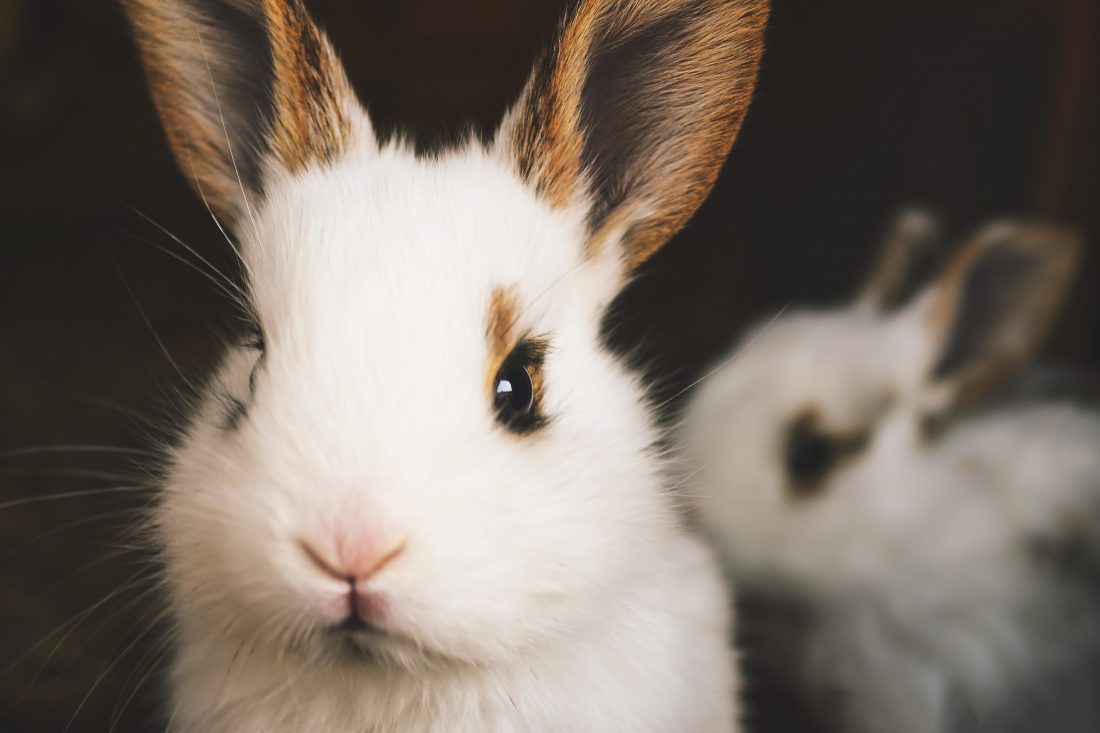 Free stock image of Cute Rabbits