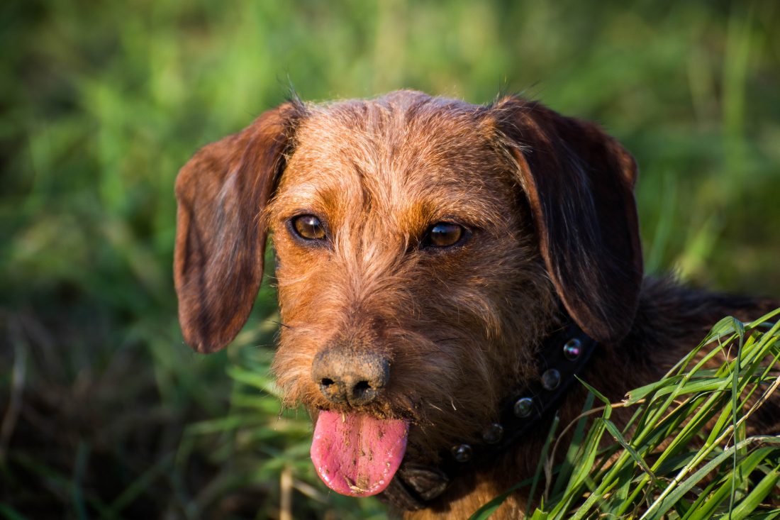 Dachshund Dog 