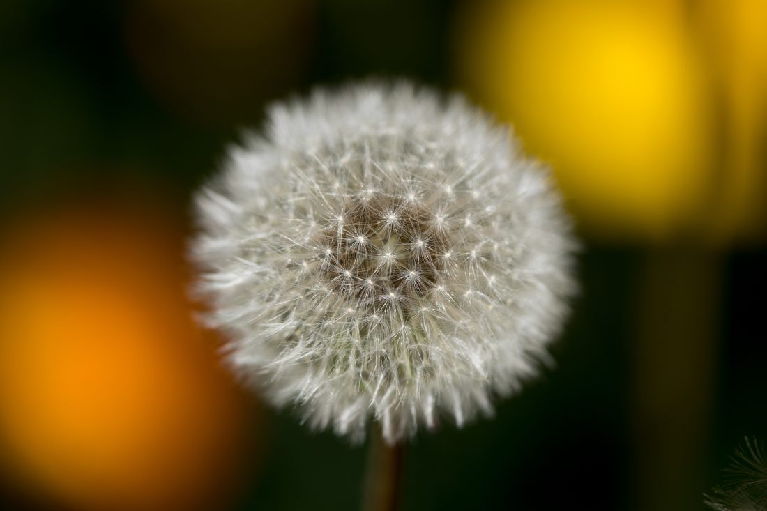 Free stock image of Dandelion Flower