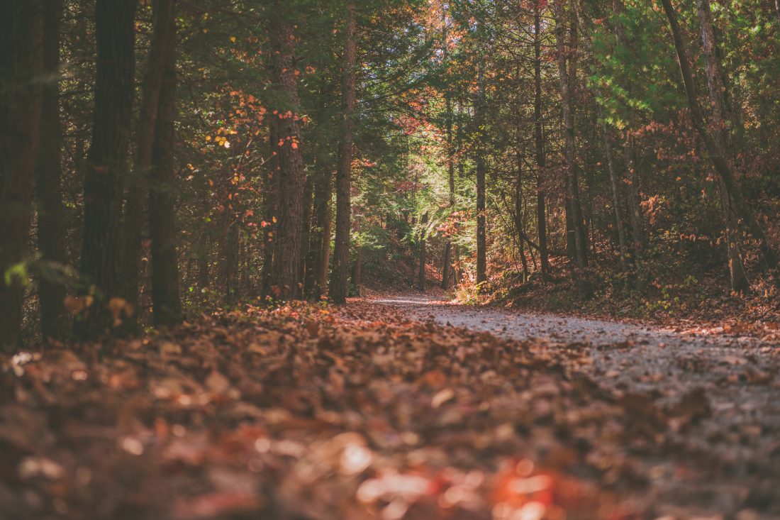 Free stock image of Dark Fall Forest