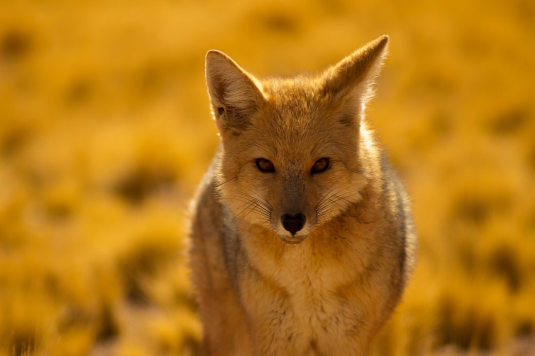 Free stock image of Desert Fox