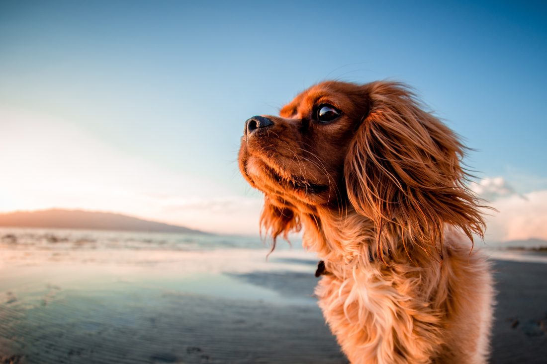 Free stock image of Dog on Beach
