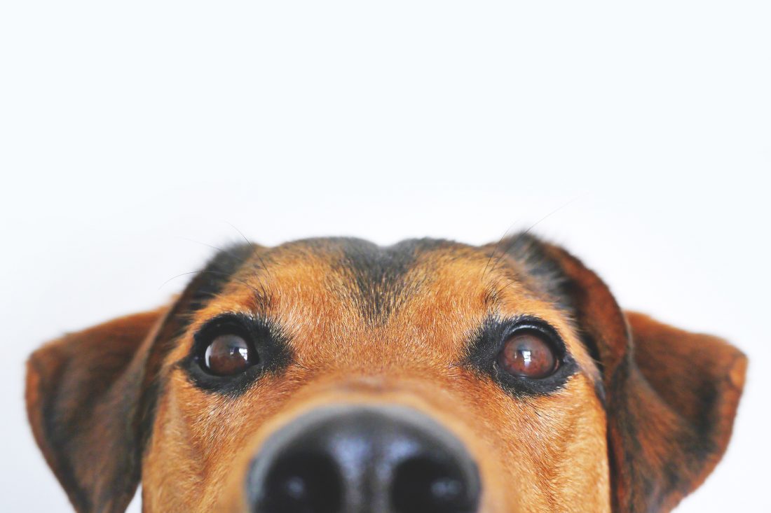 Dog Closeup