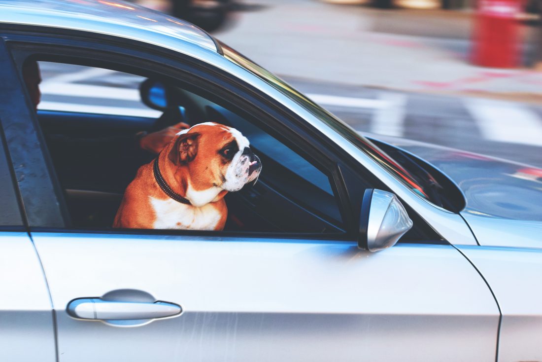 Free stock image of Dog in Car