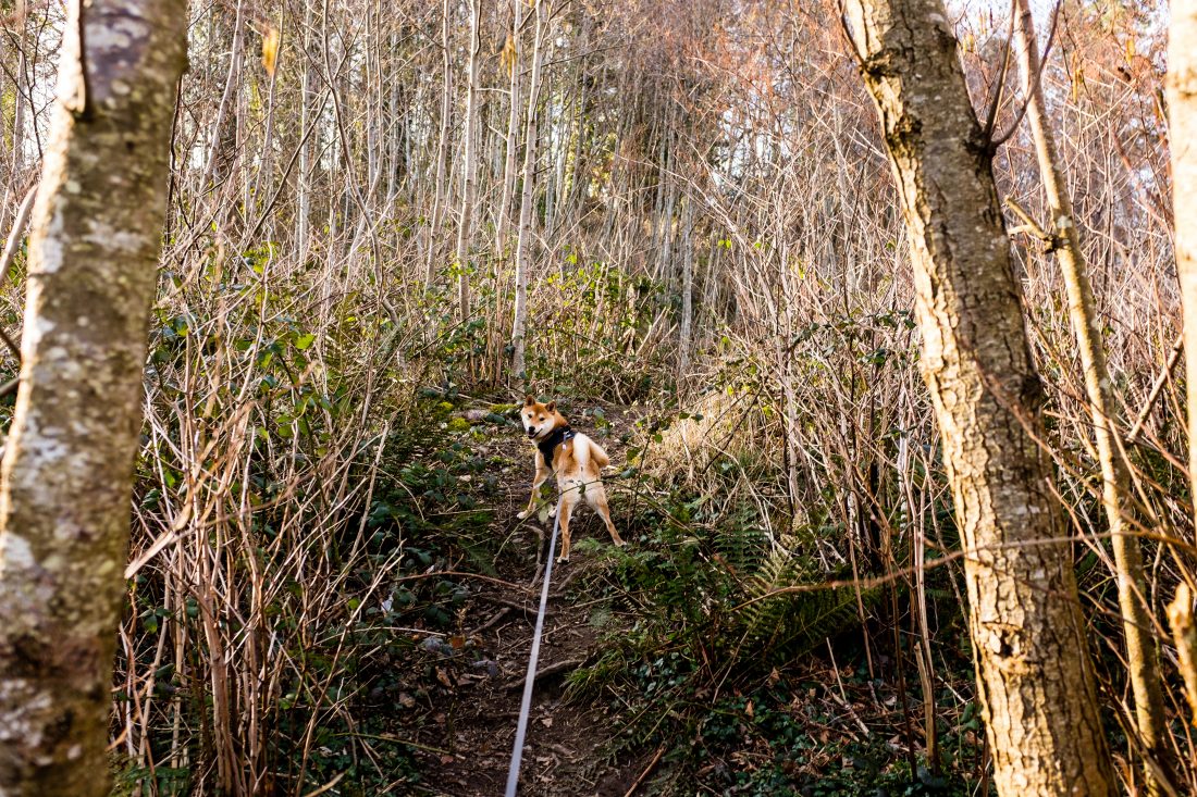 Free stock image of Dog Looking Back on Hike