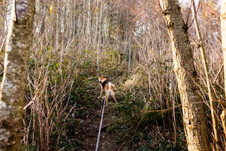 Dog Looking Back on Hike