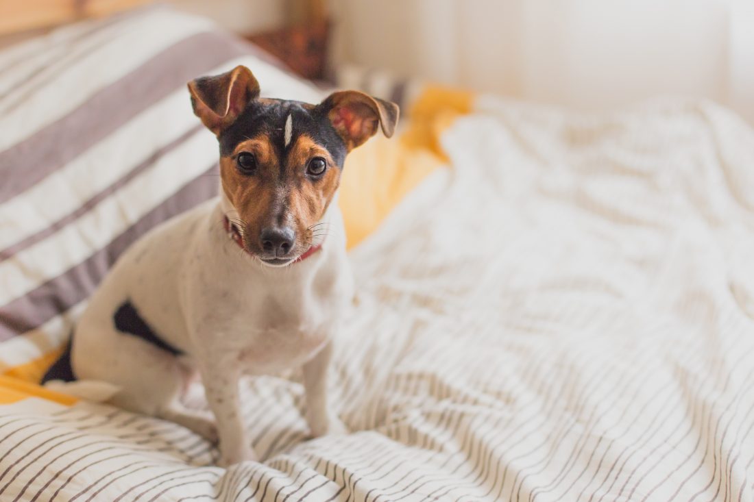 Free stock image of Dog on Bed