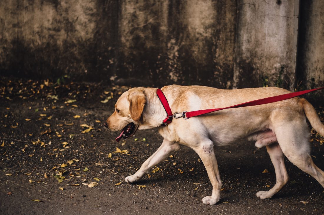 Free stock image of Dog on Lead