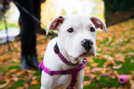 White Dog on Leash