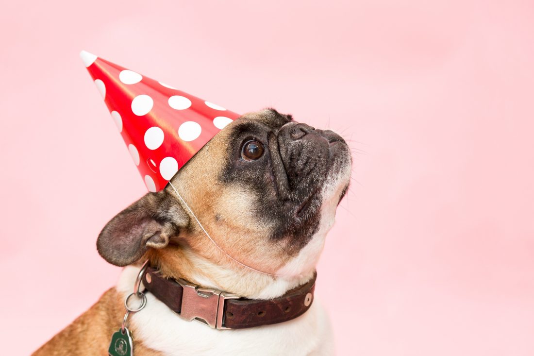 Free stock image of Party Dog