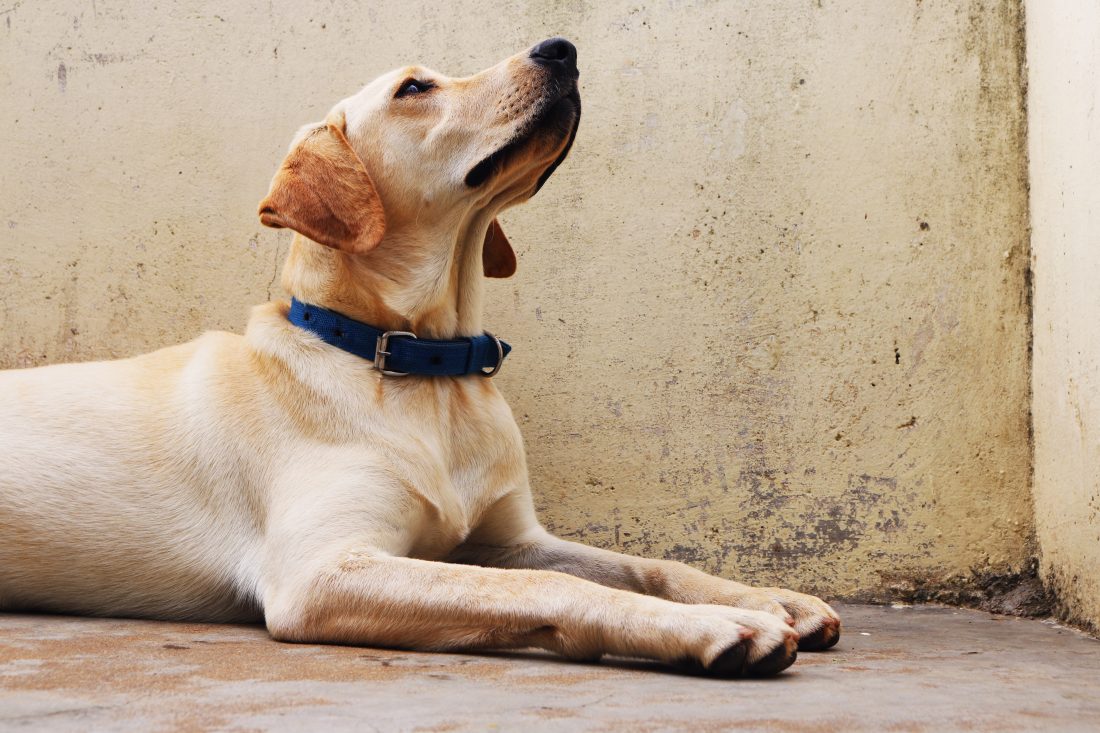 Free stock image of Labrador Dog