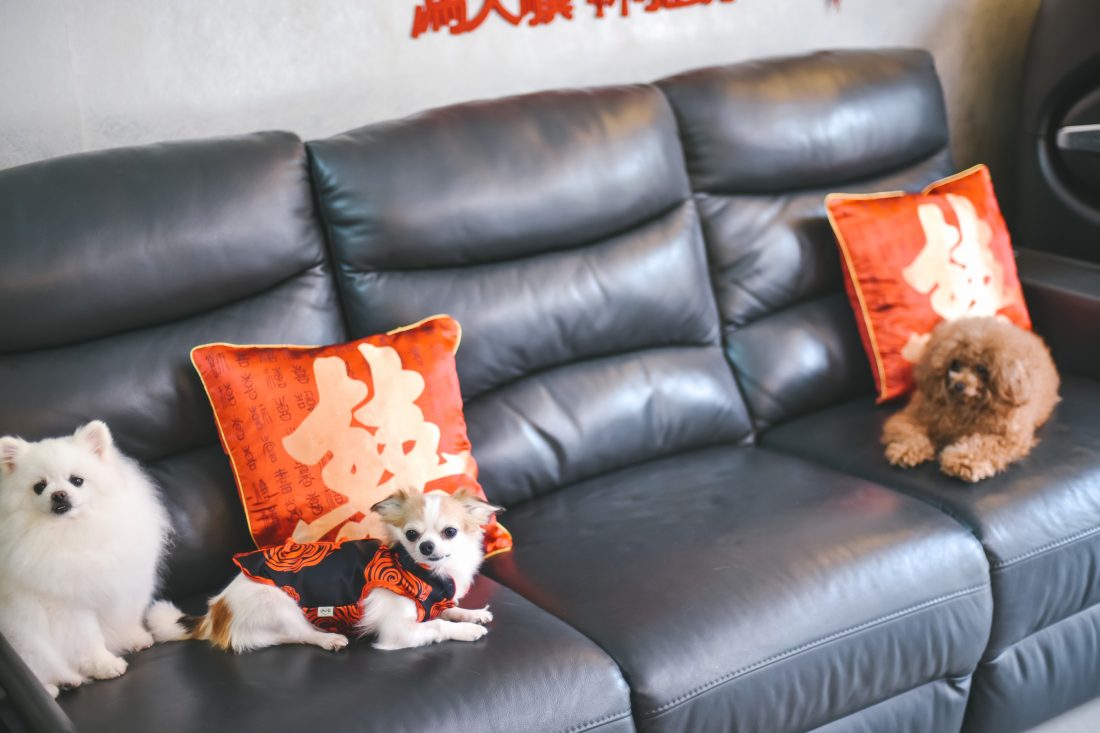 Free stock image of Dogs on Sofa