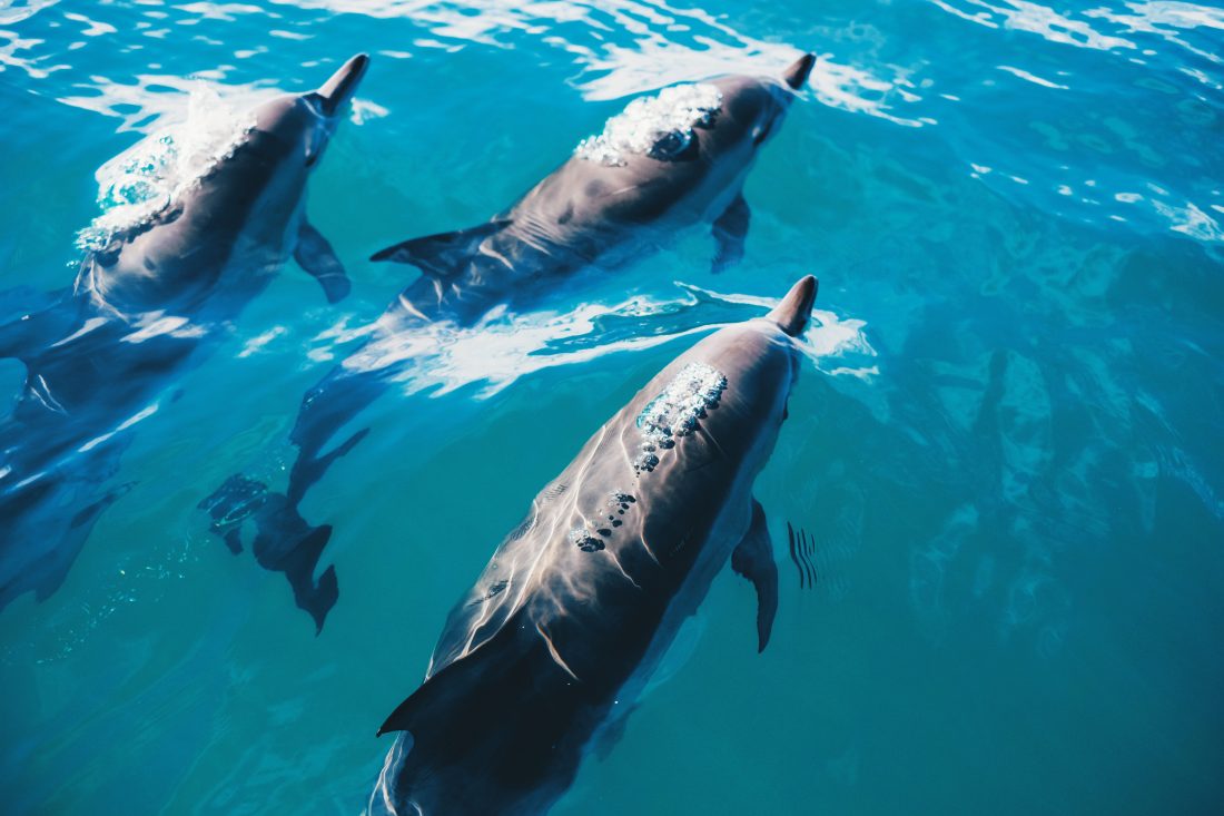 Free stock image of Dolphins