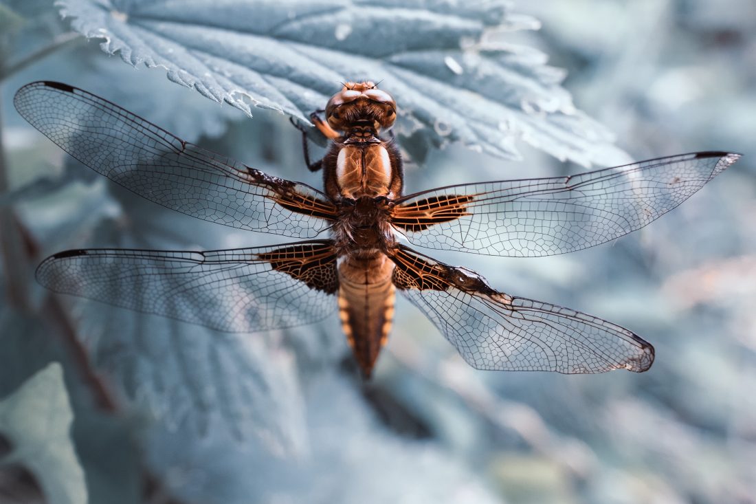 Free stock image of Dragonfly Macro