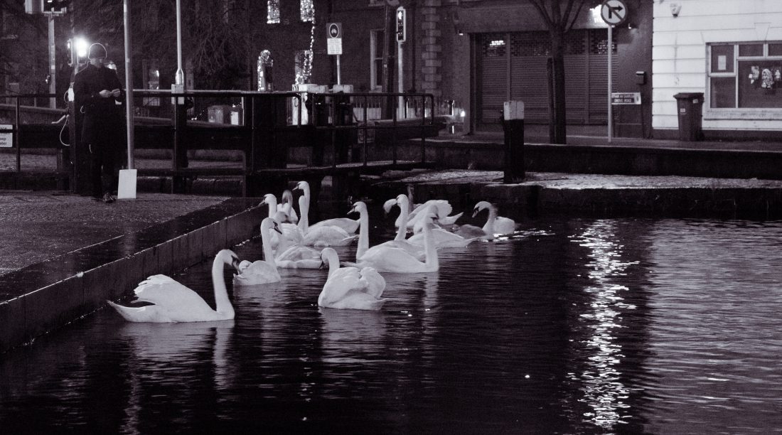 Free stock image of Dublin At Night Swans