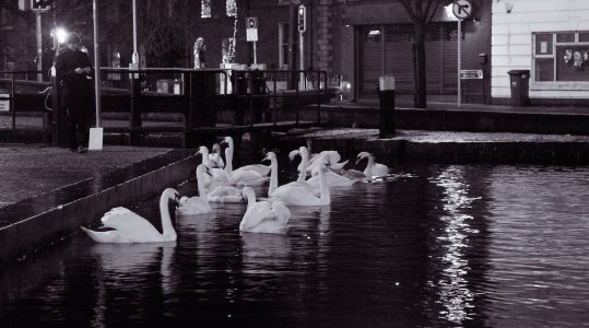Dublin At Night Swans