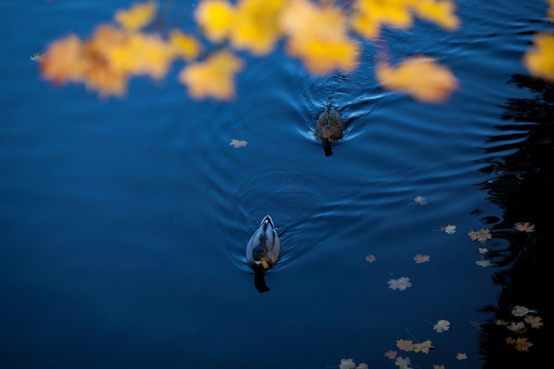 Free stock image of Ducks On Lake