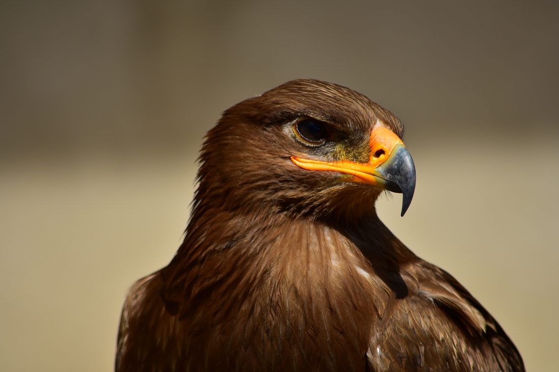 Free stock image of Brown Eagle