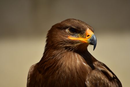 Brown Eagle