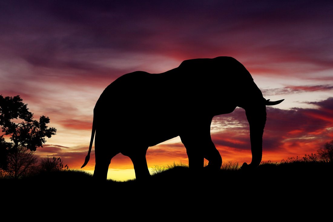 Free stock image of African Elephant