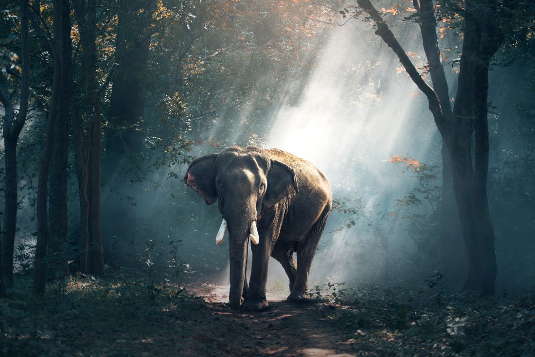 Free stock image of Elephant in Thailand