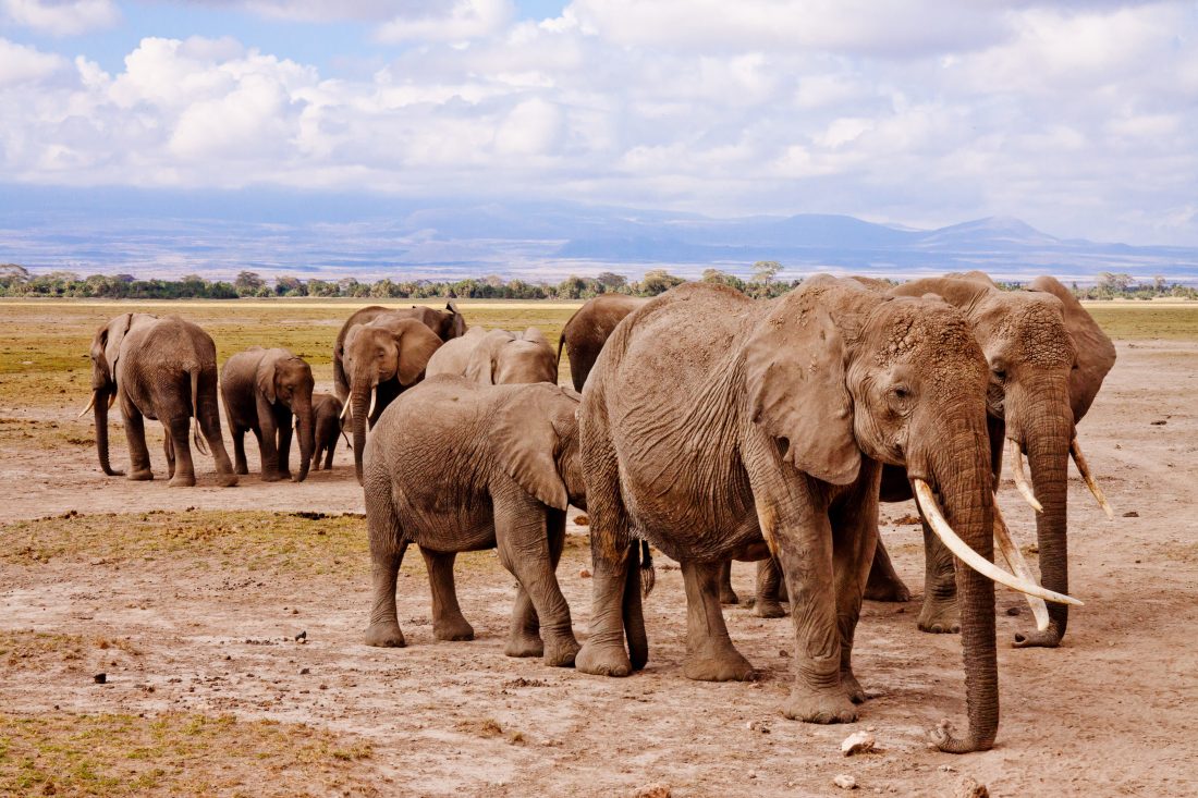Free stock image of African Elephants