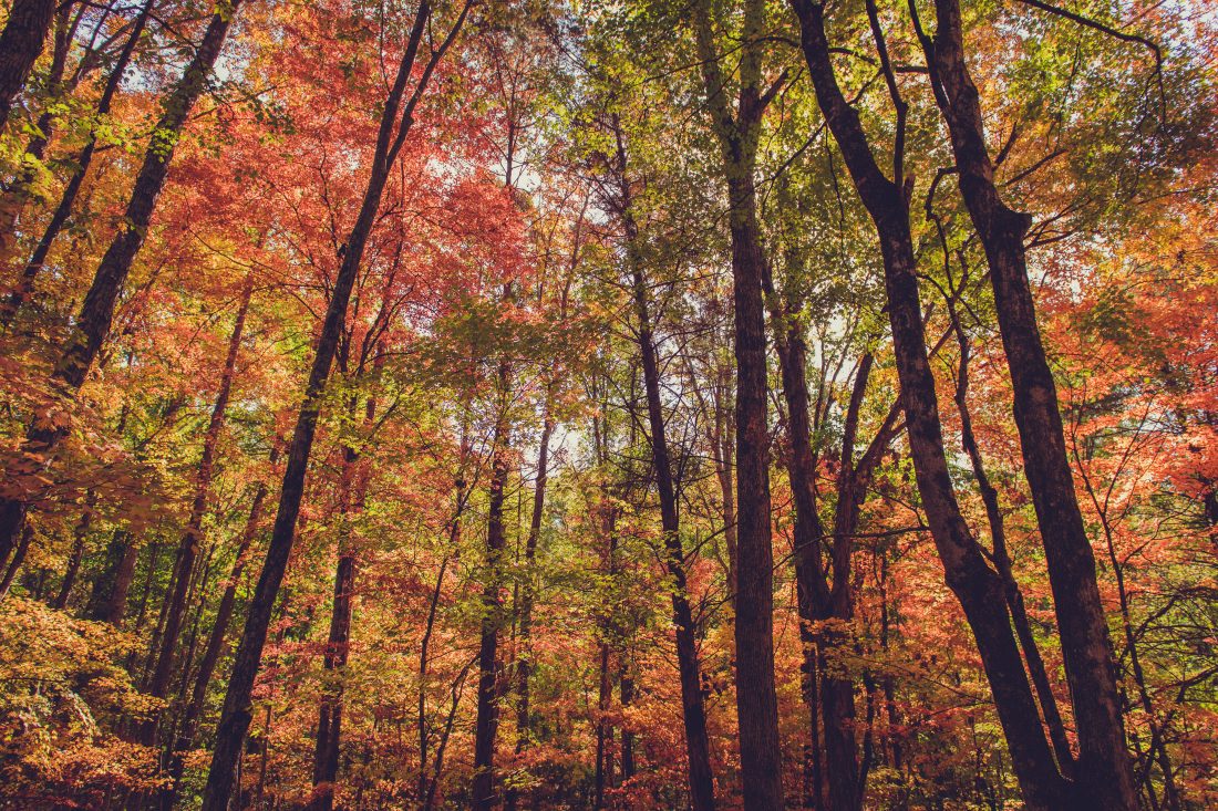 Free stock image of Fall Forest Trees