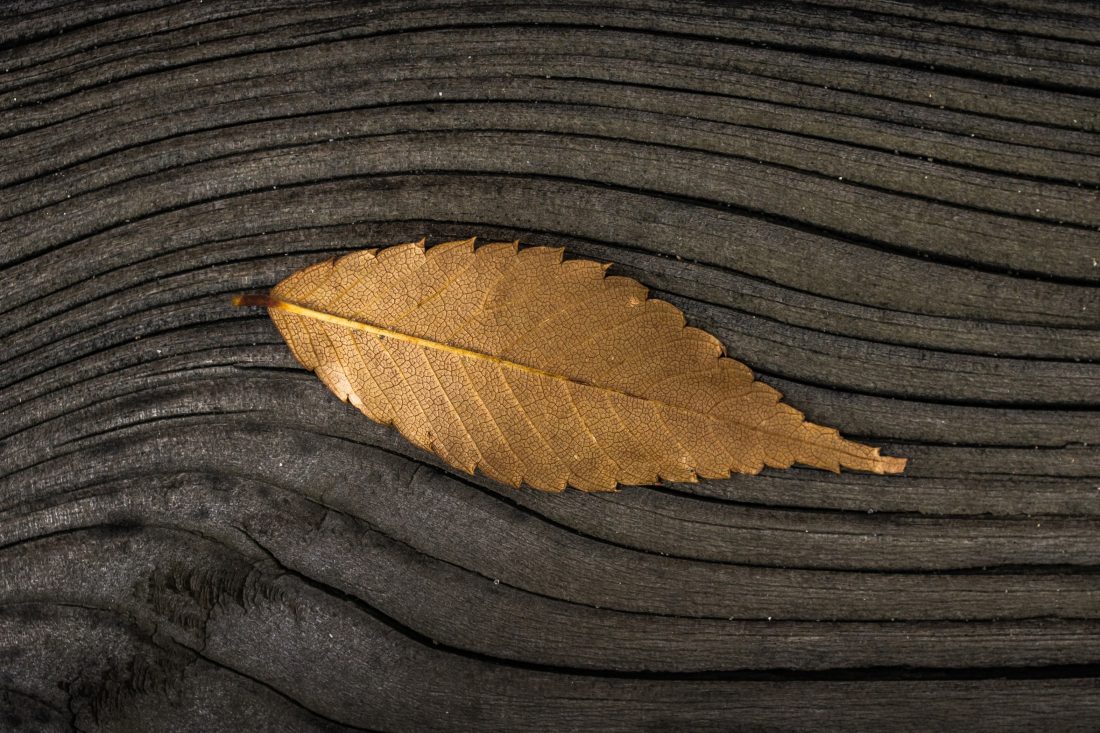Free stock image of Fall Leaf