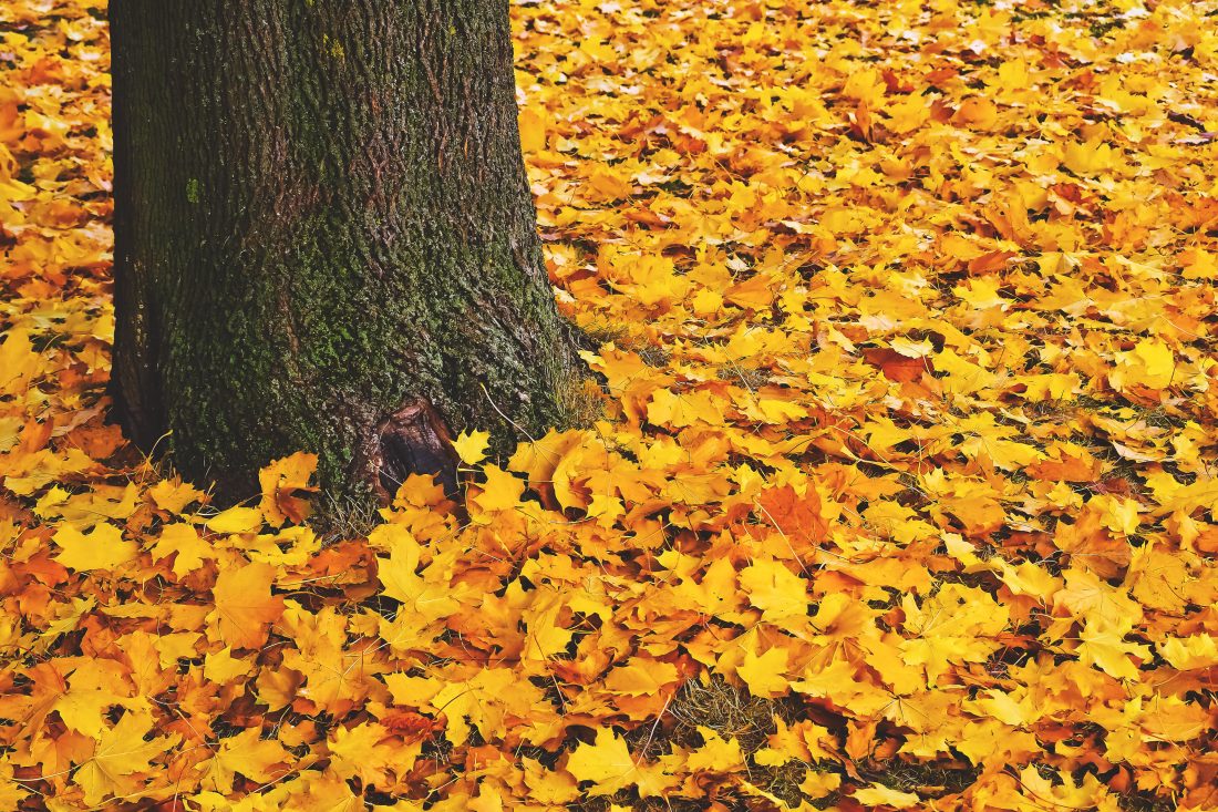 Fall Leaves On Ground Royalty Free Stock Photo