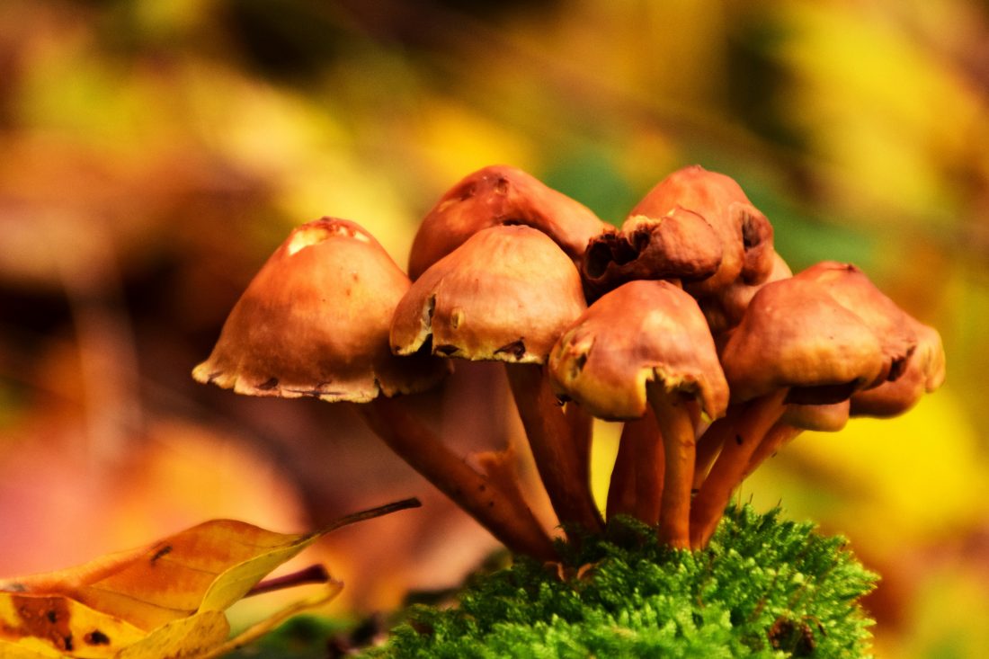 Free stock image of Fall Mushrooms