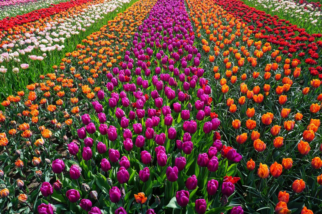 Free stock image of Field of Flowers
