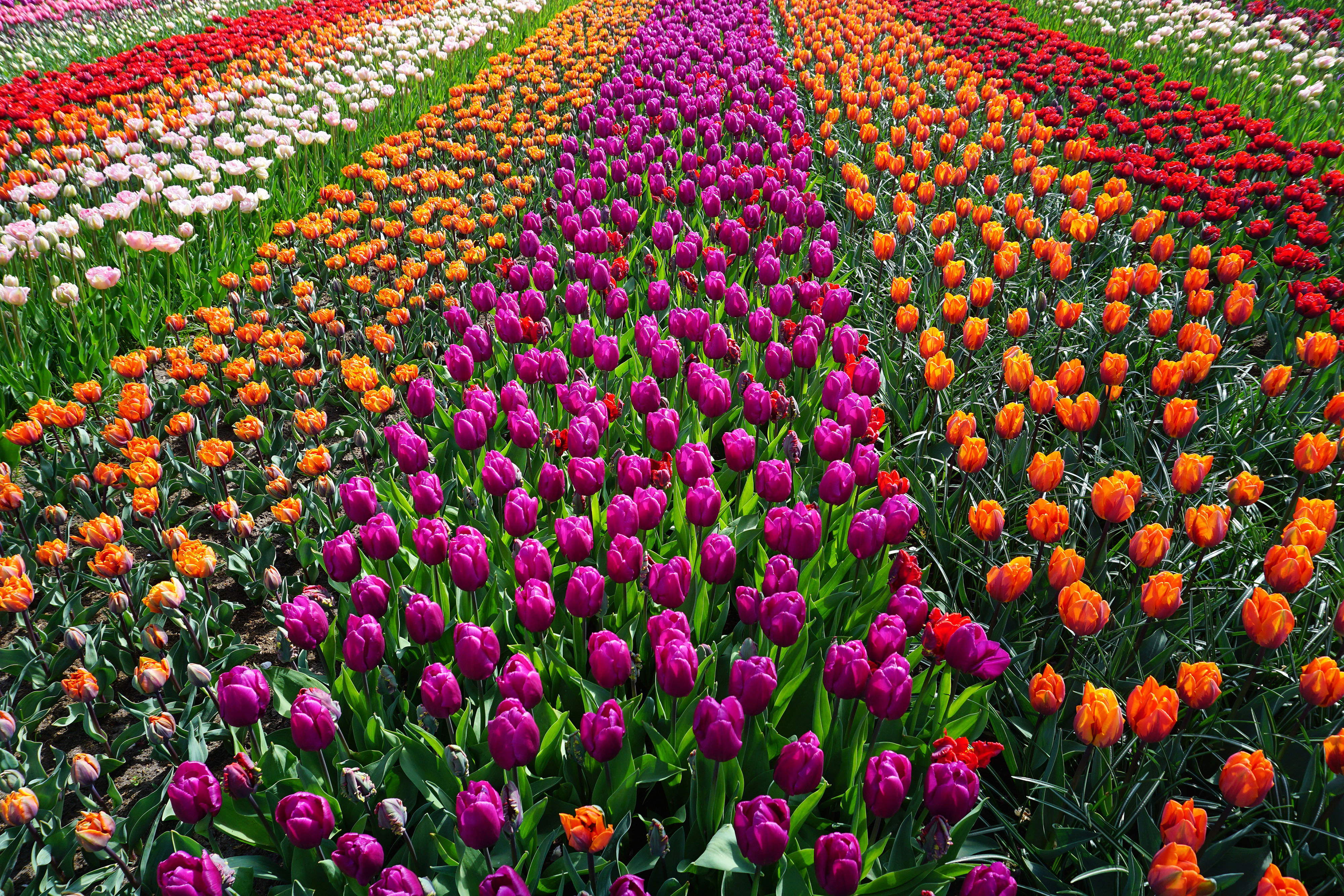 Field Of Flowers Photography