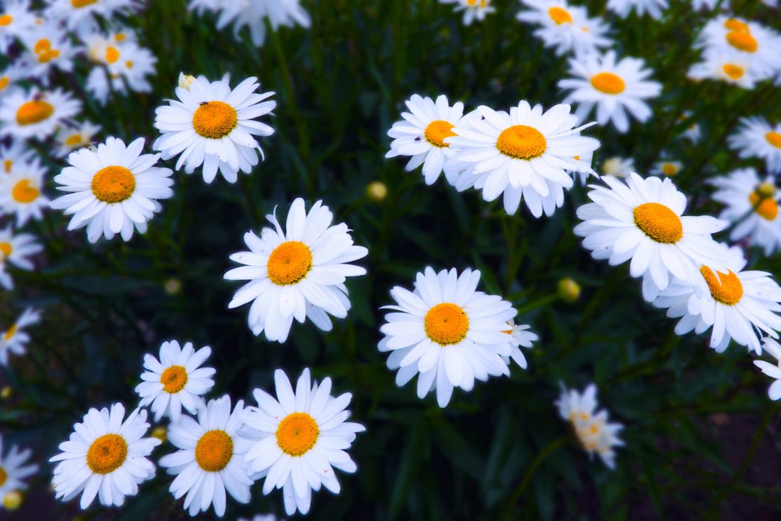 Free stock image of Daisy Flower